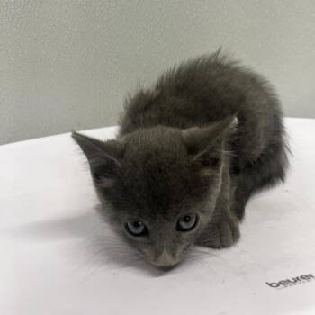 Beverly -  Domestic Long Hair Cat for Adoption in Tampa, Florida - Beverly | PetCurious