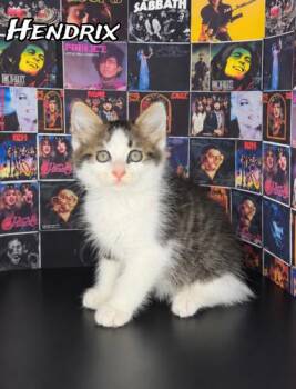 Hendrix -  Domestic Medium Hair and Domestic Short Hair Cat for Adoption in Morton Grove, Illinois - Hendrix | PetCurious