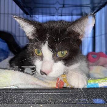 Deadpool -  Domestic Short Hair Cat for Adoption in Lakeland, Florida - Deadpool | PetCurious