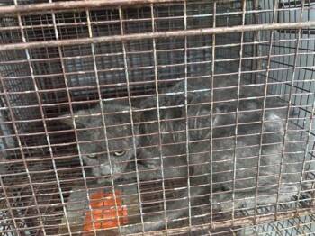 A657571 -  Domestic Short Hair Cat for Adoption in Houston, Texas - A657571 | PetCurious