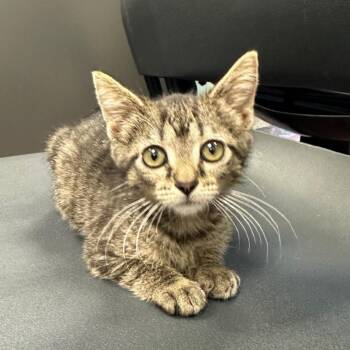 Delaney -  Domestic Short Hair Cat for Adoption in Milan, Illinois - Delaney | PetCurious