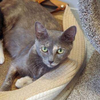 Gaia -  Domestic Short Hair Cat for Adoption in Scituate, Massachusetts - Gaia | PetCurious