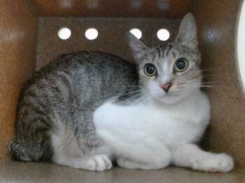 SAMANTHA -  Domestic Short Hair Cat for Adoption in Orlando, Florida - SAMANTHA | PetCurious