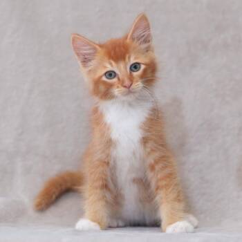 Eliot -  Domestic Medium Hair Cat for Adoption in Sunnyvale, California - Eliot | PetCurious
