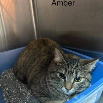 Domestic Short Hair Cats Available for Adoption in Knoxville, Tennessee - Amber | PetCurious