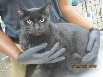(666) -  Domestic Short Hair Cat for Adoption in Marietta, Georgia - (666) | PetCurious