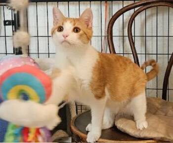 Domestic Short Hair Cats Available for Adoption in Middletown, Connecticut - Alex | PetCurious