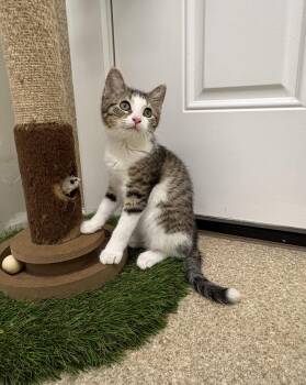 Hazel -  Domestic Short Hair and Tabby Cat for Adoption in Mccormick, South Carolina - Hazel | PetCurious