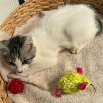 Domestic Long Hair Cats Available for Adoption in League City, Texas - Devon | PetCurious