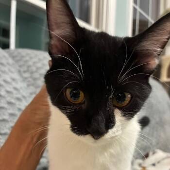 Sneezy/Jersey -  American Shorthair Cat for Adoption in Pittsburgh, Pennsylvania - Sneezy/Jersey | PetCurious