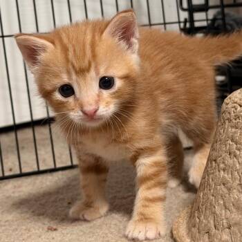 Domestic Short Hair Cats Available for Adoption in Boerne, Texas - Killarney | PetCurious