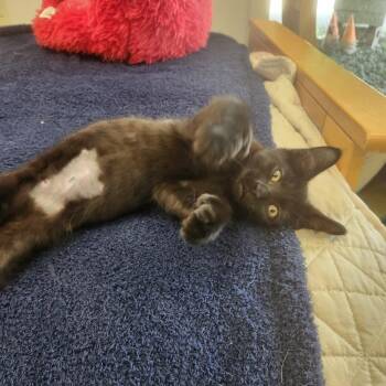 Larry -  Domestic Short Hair Cat for Adoption in Brockton, Massachusetts - Larry | PetCurious