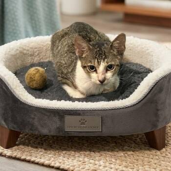 Sammy 4358 -  Domestic Short Hair Cat for Adoption in Boca Raton, Florida - Sammy 4358 | PetCurious