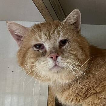 Tabby Cats Available for Adoption in Shippenville, Pennsylvania - Topaz | PetCurious
