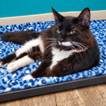 Sylvester -  Domestic Long Hair Cat for Adoption in Jefferson City, Tennessee - Sylvester | PetCurious