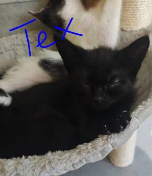 Domestic Short Hair Cats Available for Adoption - Tex | PetCurious