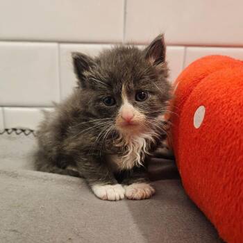 Yukon Gold -  Domestic Medium Hair Cat for Adoption in New York, New York - Yukon Gold | PetCurious