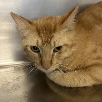 Domestic Short Hair Cats Available for Adoption - Odin | PetCurious