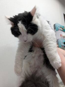 Rescue Domestic Long Hair and Domestic Short Hair Cats for Adoption in West Chester, Pennsylvania - Hope | PetCurious