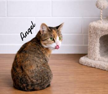 Domestic Short Hair Cats Available for Adoption in Naugatuck, Connecticut - Angel | PetCurious