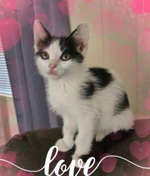 Dottie -  Domestic Short Hair Cat Available for Adoption in Gilbert, Arizona - Dottie | PetCurious