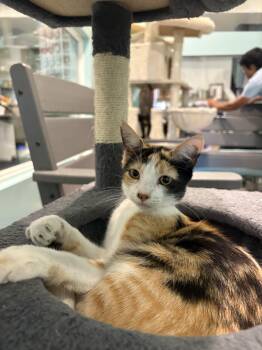 Rescue Calico Cats for Adoption in Aiea, Hawaii - Flower | PetCurious