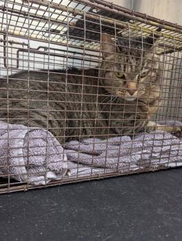 Domestic Short Hair Cats Available for Adoption - TOM-TOM | PetCurious