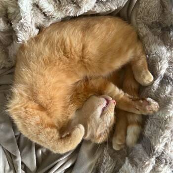 JASPAR -  Domestic Short Hair Cat for Adoption in Delhi, Ontario - JASPAR | PetCurious