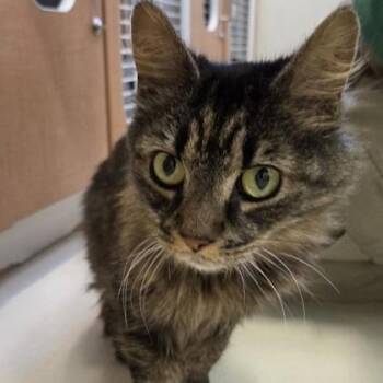 Domestic Long Hair Cats Available for Adoption in Phoenixville, Pennsylvania - Lucy | PetCurious