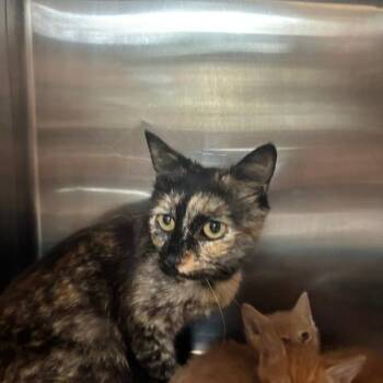 Jackie -  Domestic Short Hair Cat Available for Adoption in Los Angeles, California - Jackie | PetCurious