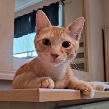 Dave Adams/Weingarten -  Domestic Short Hair and Tabby Cat for Adoption in Morrison, Colorado - Dave Adams/Weingarten | PetCurious