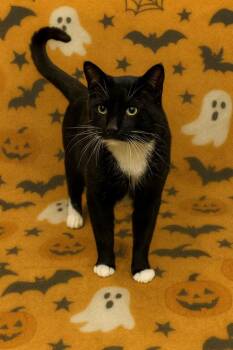 Rescue Domestic Short Hair Cats for Adoption in Jefferson, Iowa - Brooks | PetCurious