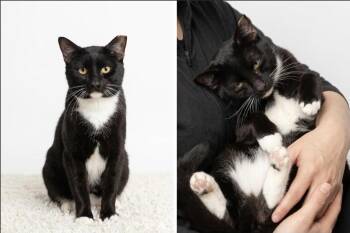 Nico & Santi (Courtesy Post) -  Domestic Short Hair Cat for Adoption in San Jose, California - Nico & Santi (Courtesy Post) | PetCurious