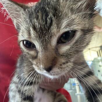 Fergus (Chetney K1) -  Domestic Short Hair Cat for Adoption in Leander, Texas - Fergus (Chetney K1) | PetCurious