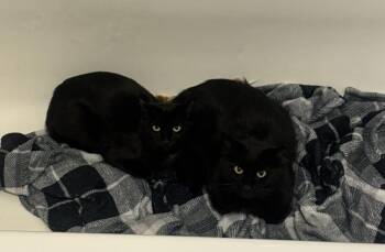 Little Guy and Misty -  Domestic Short Hair Cat for Adoption in Seattle, Washington - Little Guy And Misty | PetCurious