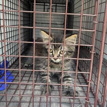 Marble -  Abyssinian Cat for Adoption in Pine Bluff, Arkansas - Marble | PetCurious