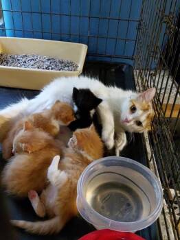 Honey -  Domestic Long Hair Cat for Adoption in Dalton, Georgia - Honey | PetCurious