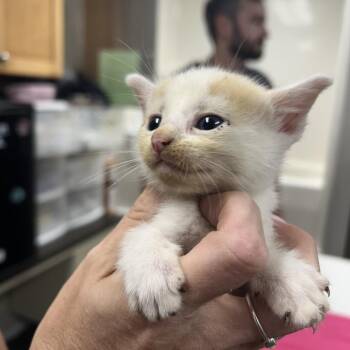 Jolene -  Domestic Short Hair Cat for Adoption in Starkville, Mississippi - Jolene | PetCurious