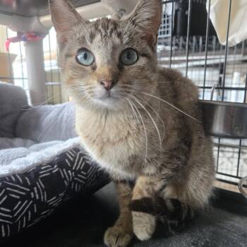 Rescue Torbie Cats for Adoption in Reeseville, Wisconsin - Lydia | PetCurious