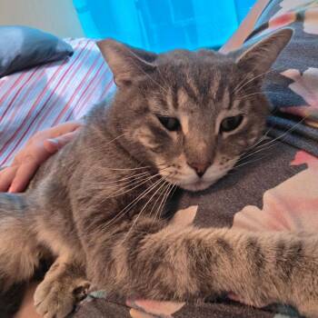 Ron Purrgundy -  Domestic Short Hair Cat for Adoption in Jarrettsville, Maryland - Ron Purrgundy | PetCurious