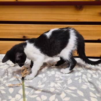 Gucci -  Domestic Short Hair and Mixed Breed Cat for Adoption in Woodstock, Illinois - Gucci | PetCurious