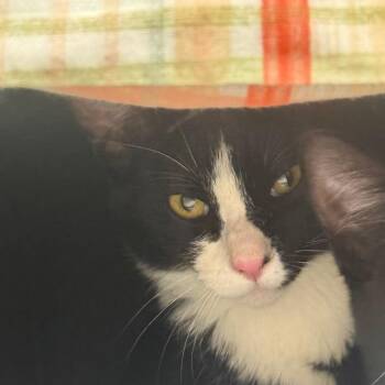 Jeepers w/ Creepers -  Domestic Short Hair Cat for Adoption in Flagstaff, Arizona - Jeepers W/ Creepers | PetCurious