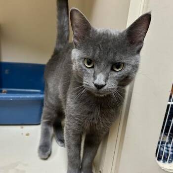 Smokey -  American Shorthair Cat for Adoption in Bethel, Connecticut - Smokey | PetCurious