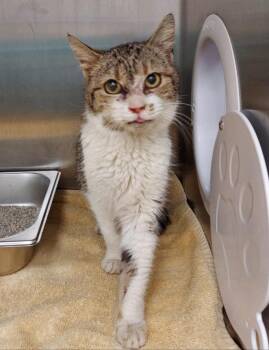 Vicki -  Domestic Short Hair Cat Available for Adoption in Hartsville, South Carolina - Vicki | PetCurious
