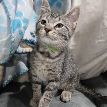Cherokee -  Domestic Short Hair Cat for Adoption in Bentonville, Arkansas - Cherokee | PetCurious