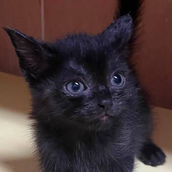 Micki -  Domestic Short Hair Cat for Adoption in Concord, North Carolina - Micki | PetCurious