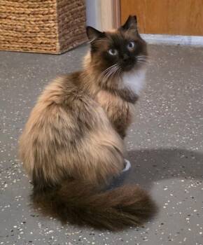 Bentley -  Ragdoll and Himalayan Cat for Adoption in Miami, Oklahoma - Bentley | PetCurious