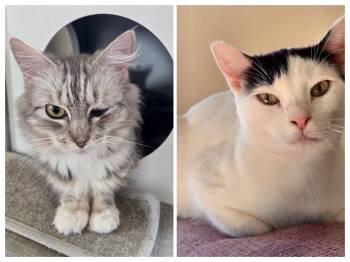 Rescue Domestic Medium Hair and Tabby Cats for Adoption in The Dalles, Oregon - Irene & Petra | PetCurious