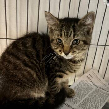 Tiny Tiger -  Domestic Short Hair Cat for Adoption in Waldorf, Maryland - Tiny Tiger | PetCurious