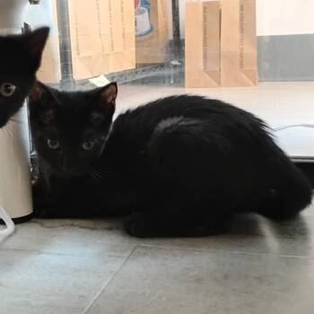 Mai -  Domestic Short Hair Cat for Adoption in Fairport, New York - Mai | PetCurious